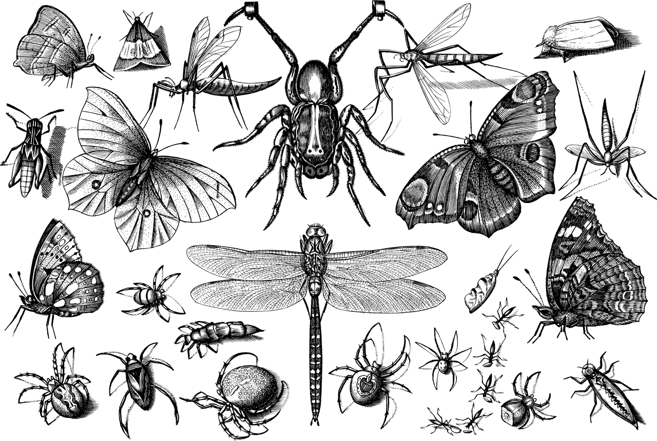 סוגים שונים של חיות 